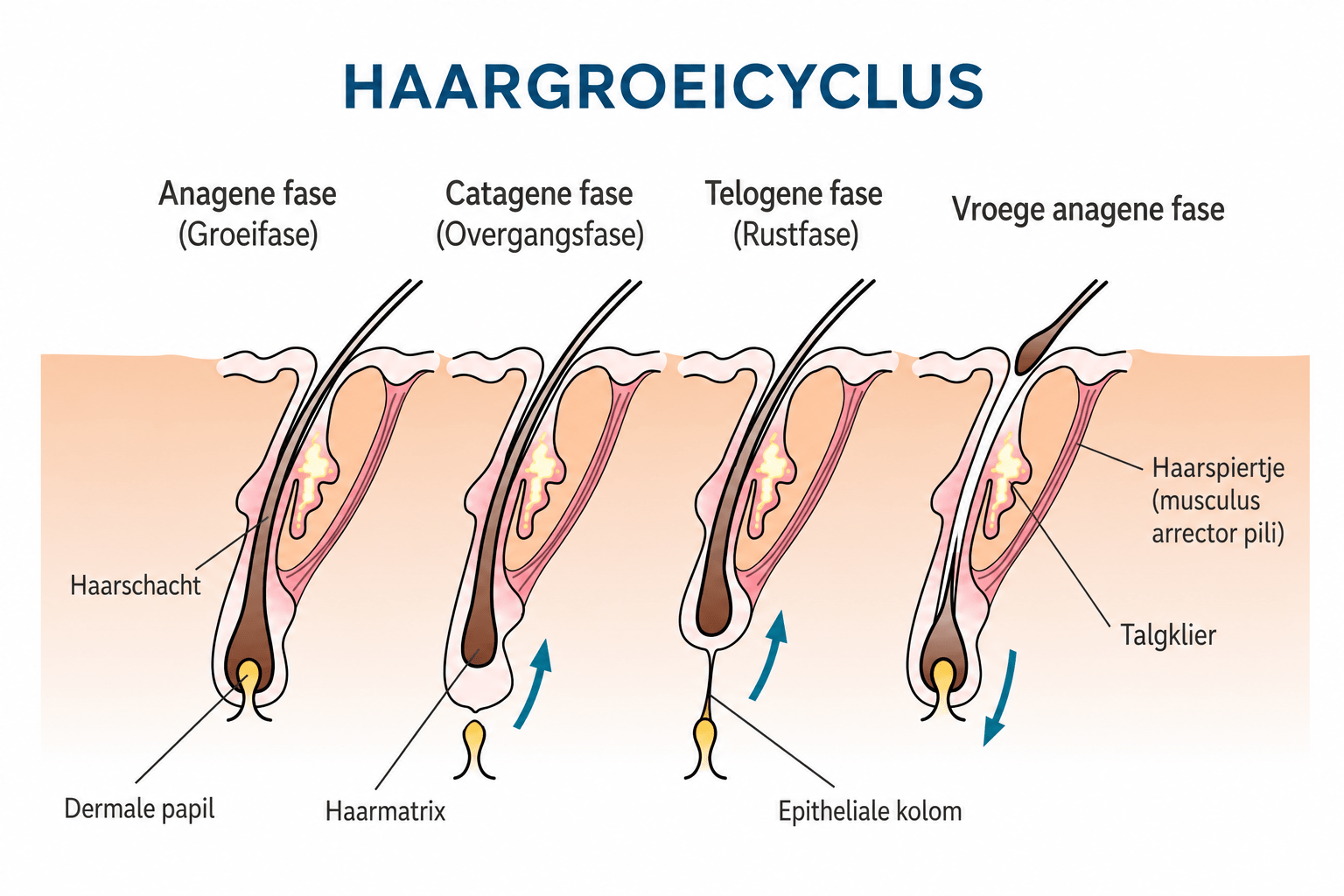 De haargroeicyclus met de groeifase, overgangsfase, rustfase en uitvalfase, uitgelegd door First Wax Studio in Beesd