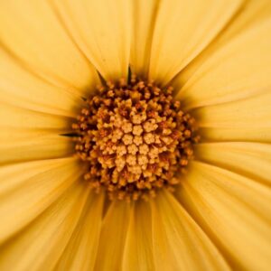 Arnica-extract