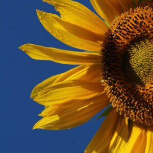 Zonnebloem­ceramiden