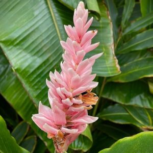 Gemberbloem­extract