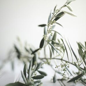 Olijf­squalaan