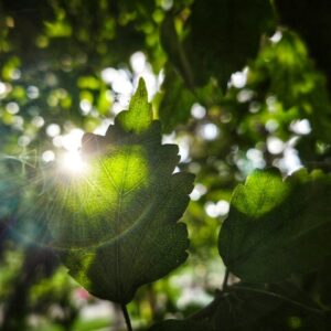 UVA- en UVB-filters